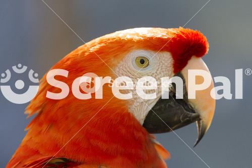 Close Up Of A Red Parrot